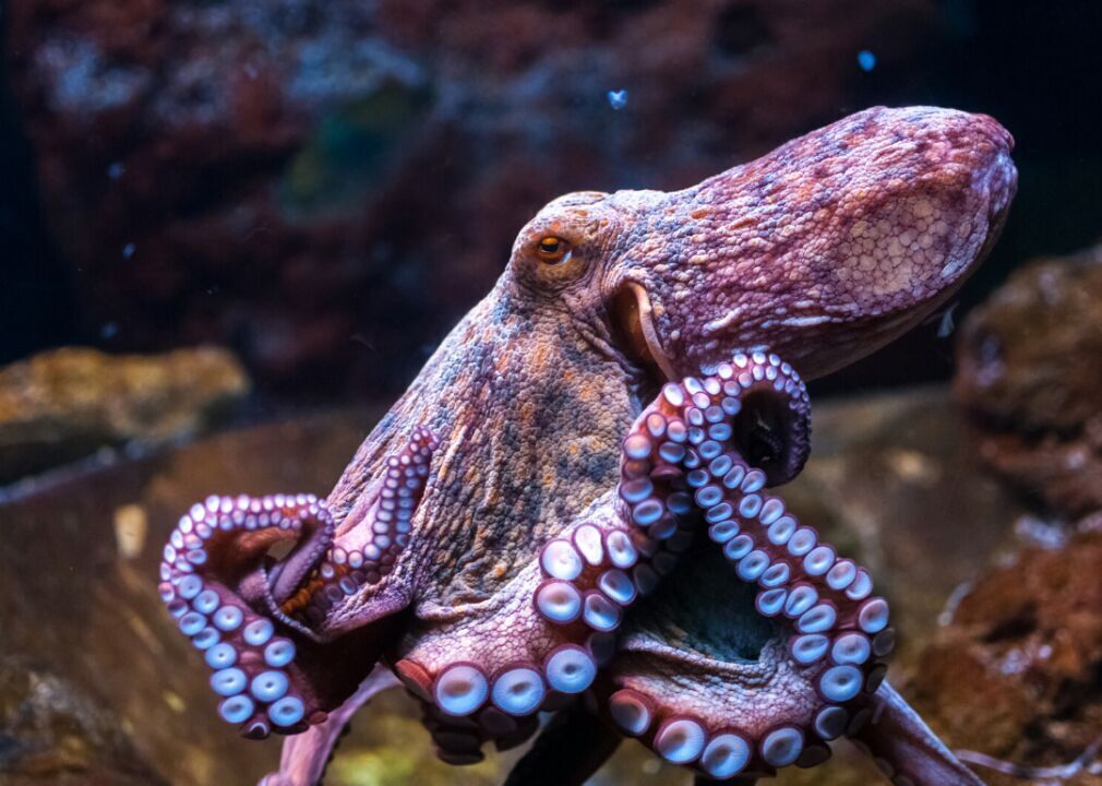 How does the octopus change color?